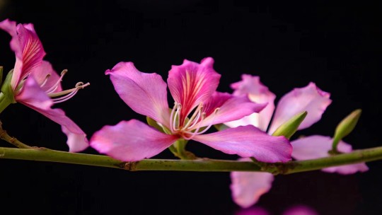 暗夜独自繁华盛开的紫荆花