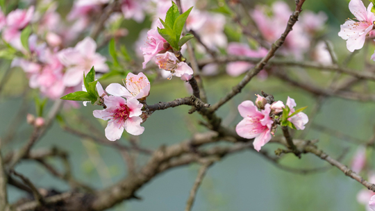 南充桃花：春日里的烂漫粉色
