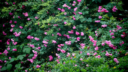  Chengdu Jintang Rose Blossoms to Open the Good Morning