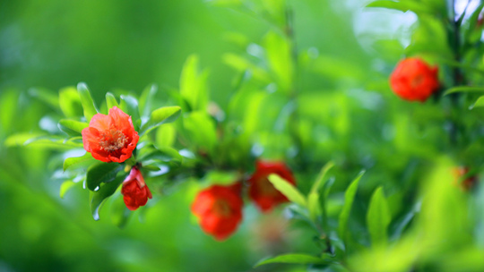  四川広安榴花は火のように、立夏の季節にロマンを添える