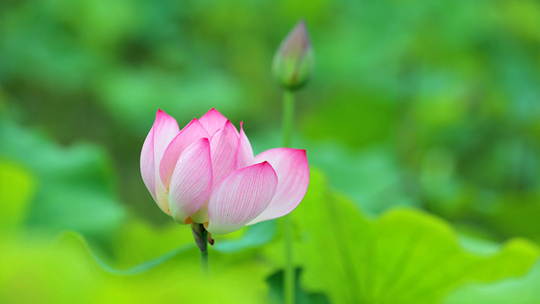 四川廣安 荷花初開，扮靚夏日時光 