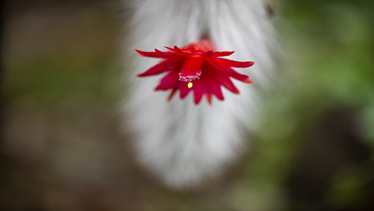 奇，“尾巴”上开出了红色花朵