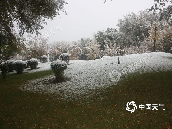 新疆石河子金秋首场降雪   美景如画