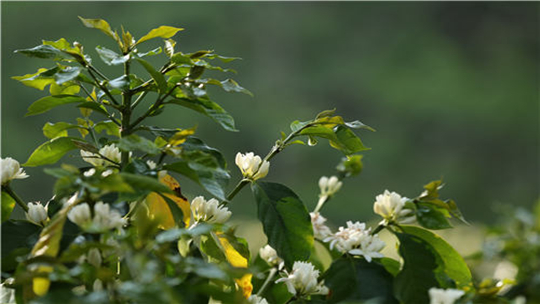 春天的普洱 咖啡的花香