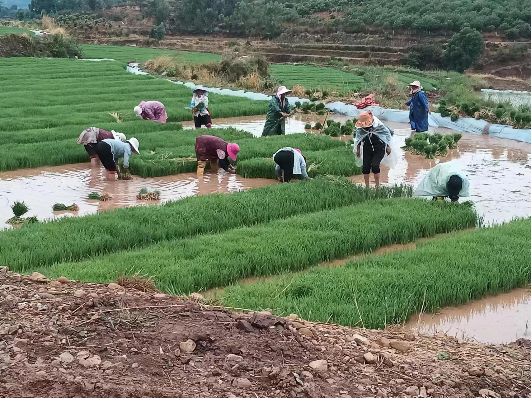  Yongren Menghu Township: busy transplanting rice, waiting for the fragrance of rice flowers