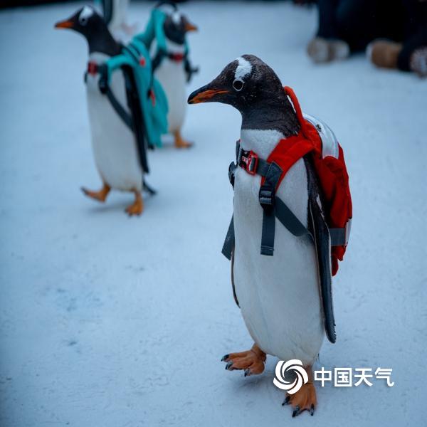 哈尔滨冰雪大世界上演最萌企鹅t台秀