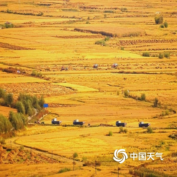 中国天气网讯 素有"水稻王国"之称的黑龙江省五常市向阳镇境内,田间地