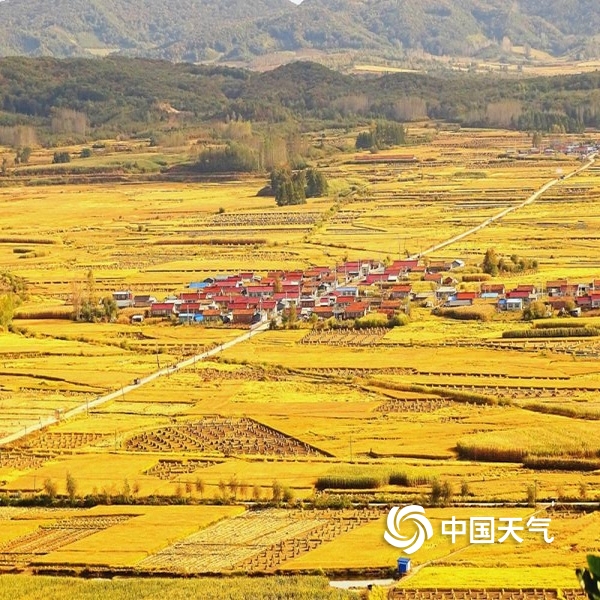 中国天气网讯 素有"水稻王国"之称的黑龙江省五常市向阳镇境内,田间地