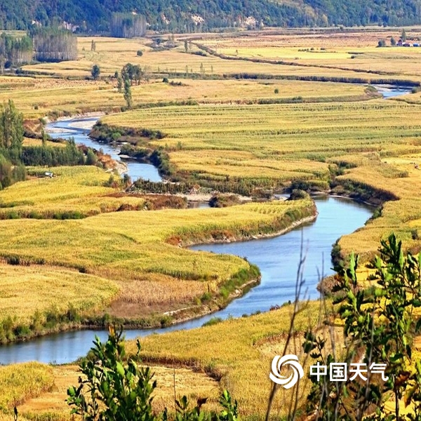 中国天气网讯 素有水稻王国之称的黑龙江省五常市向阳镇境内,田间地