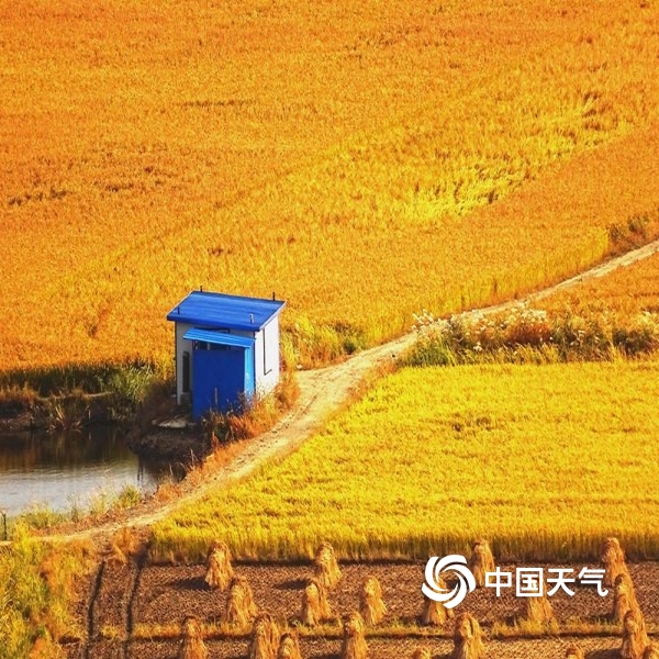 中国天气网讯 素有"水稻王国"之称的黑龙江省五常市向阳镇境内,田间地