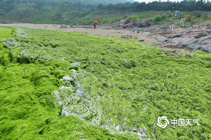 浒苔再度入侵青岛 大片绿潮似草地-图片频道