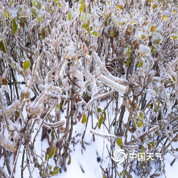 黑龙江吉林现少见冻雨天气 草木披冰甲如"钻石"