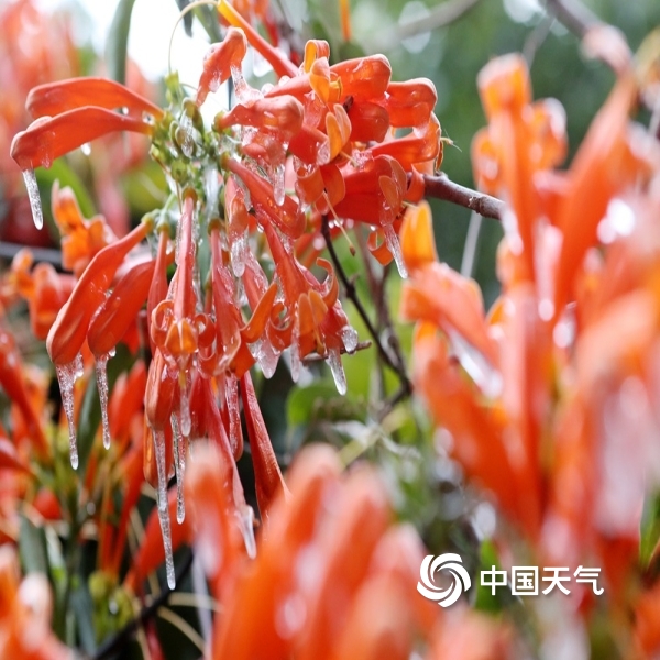缤纷冬日 探寻身边的"花花世界"