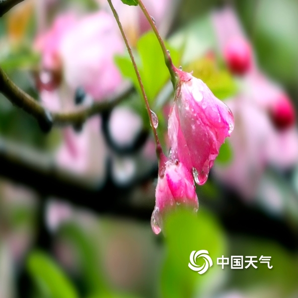 湖南衡阳雨水润春花 海棠花雨中绽放更娇艳