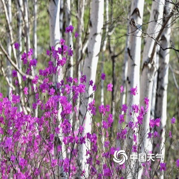 大兴安岭春天最美的象征!杜鹃花漫山遍野 姹紫嫣红