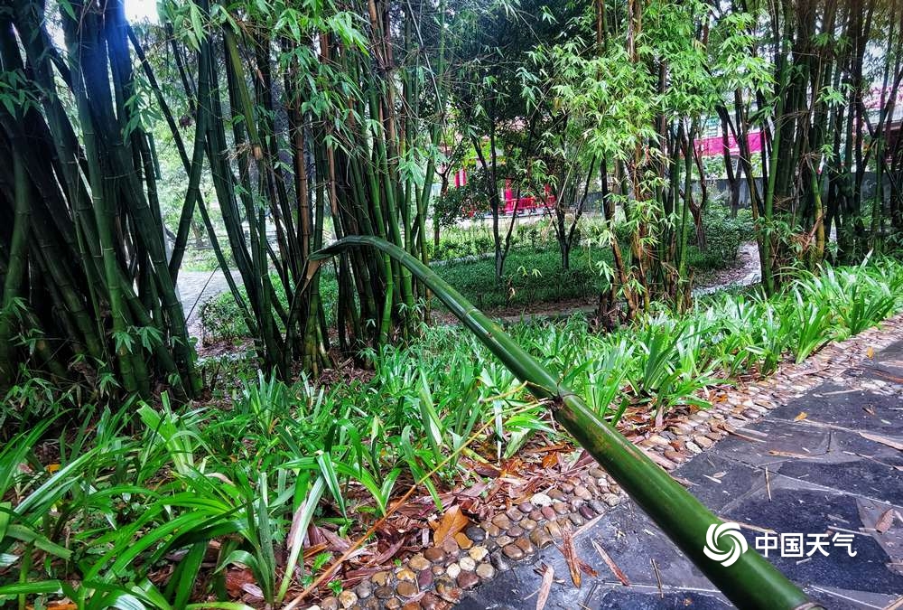 湖南吉首遭遇强对流如手腕粗的竹子被大风吹断