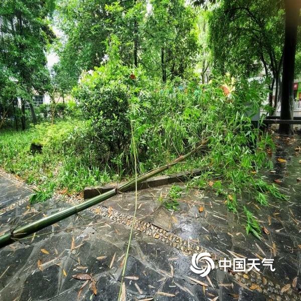 湖南吉首遭遇强对流 如手腕粗的竹子被大风吹断