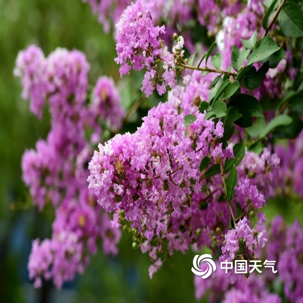 浙江兰溪紫薇花烂漫绽放 花团锦簇惹人醉-图片-中国天气网