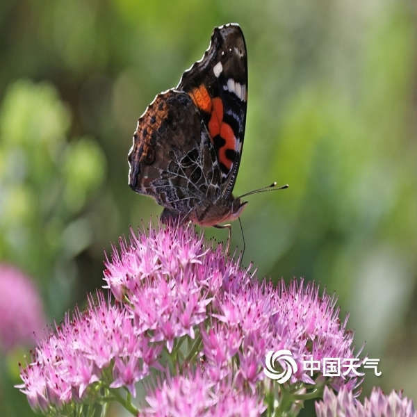 中国天气网讯 9月8日,雨过天晴,在河南驻马店市滨河公园里,蝴蝶在花丛
