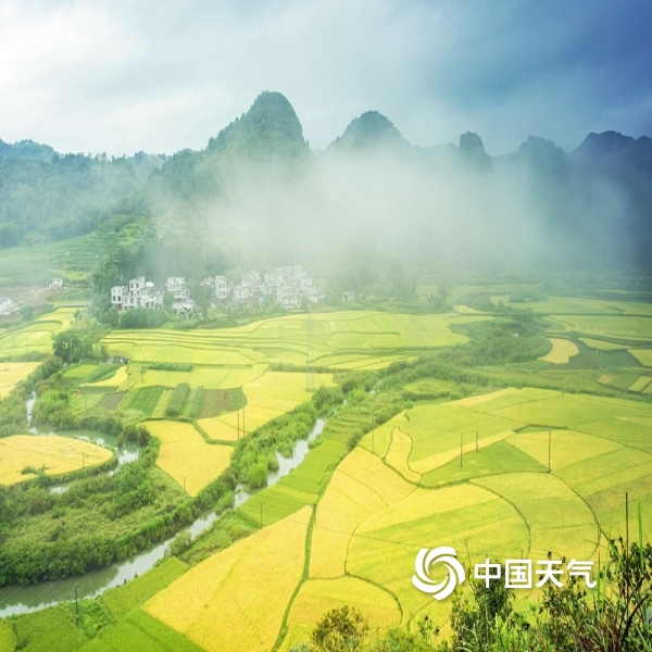 中国天气网讯 近日,广西靖西市田野丰收一片金黄,阵雨间歇时,天气或是
