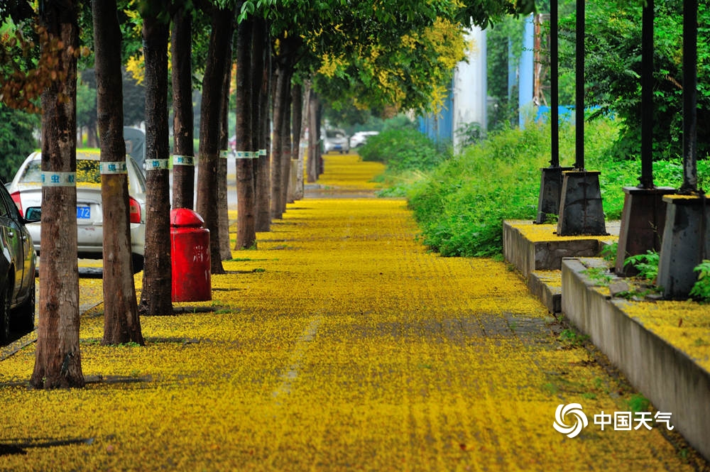 河南汝州雨水淅沥 栾树花飘落满地金黄一片-图片频道
