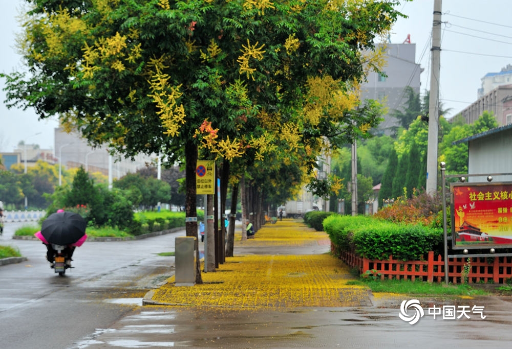 河南汝州雨水淅沥 栾树花飘落满地金黄一片-图片频道
