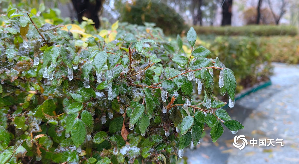 吉林长春出现冻雨 户外物体披“冰甲”-图片频道