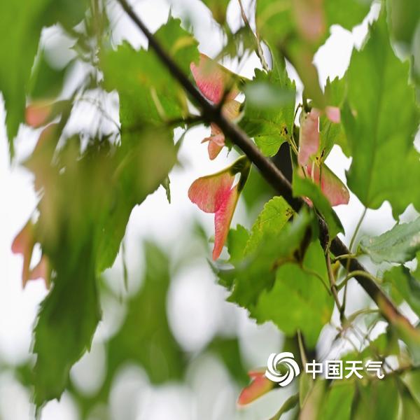 神奇大自然 槭树种子宛如粉色精灵翅膀-图片-中国天气网