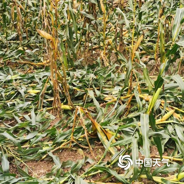 玉米干旱受灾图片图片