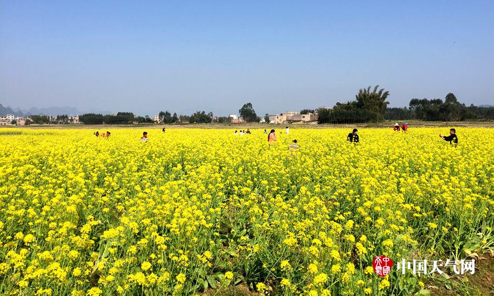 河池賀州陽光燦爛 油菜花盛開一片金黃