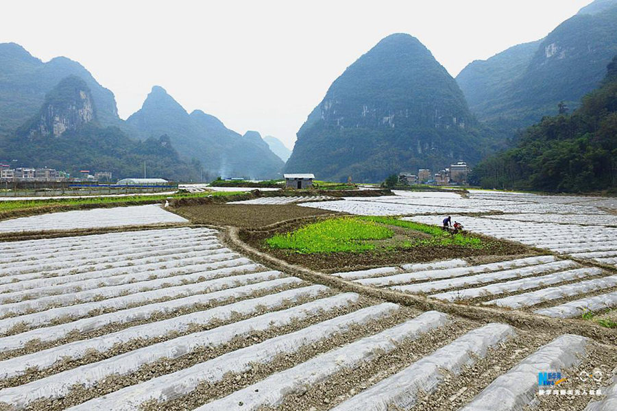 生机盎然广西各地春耕农事忙17