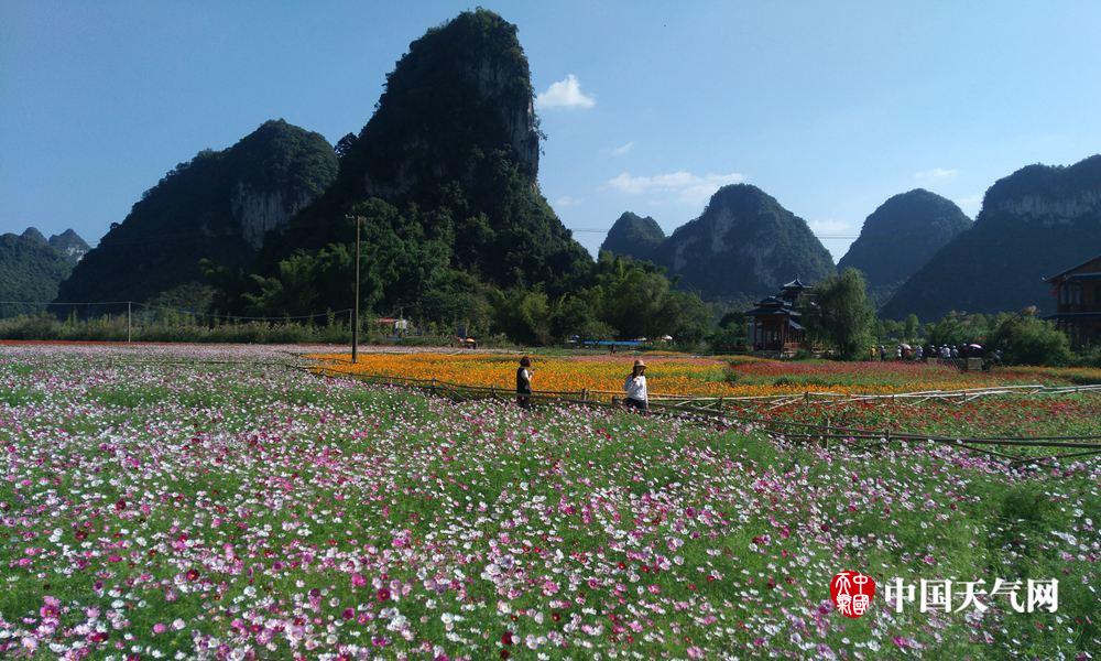 靖西花海引人流连忘返