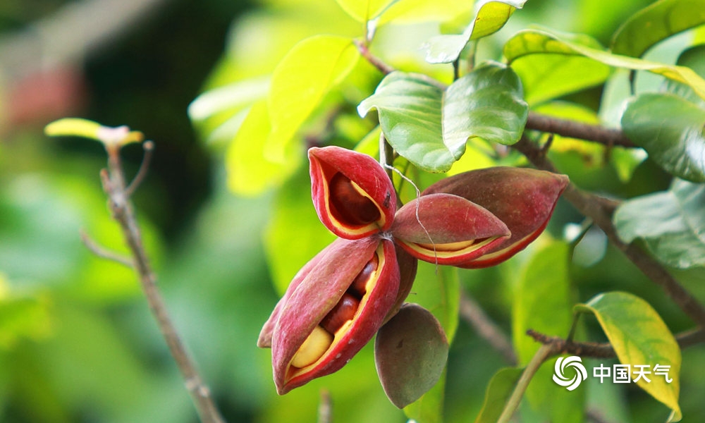 横县又到凤眼果成熟季