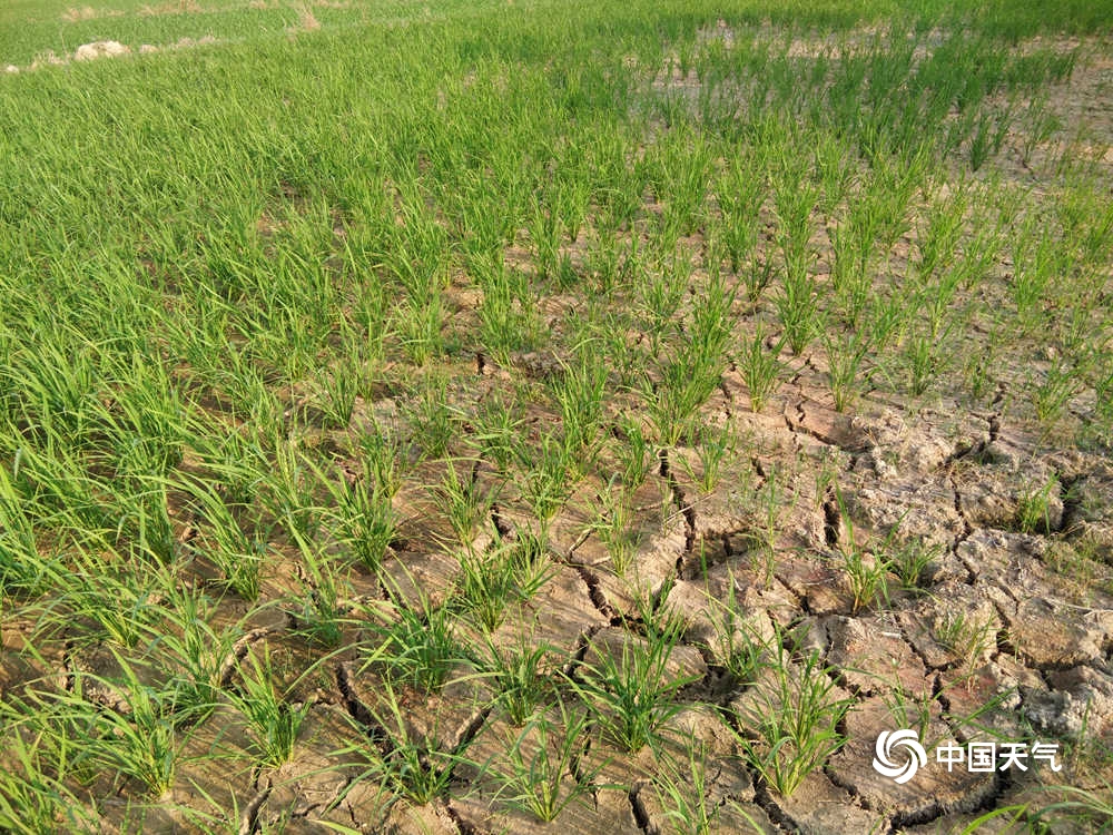 稻田干旱的图片图片