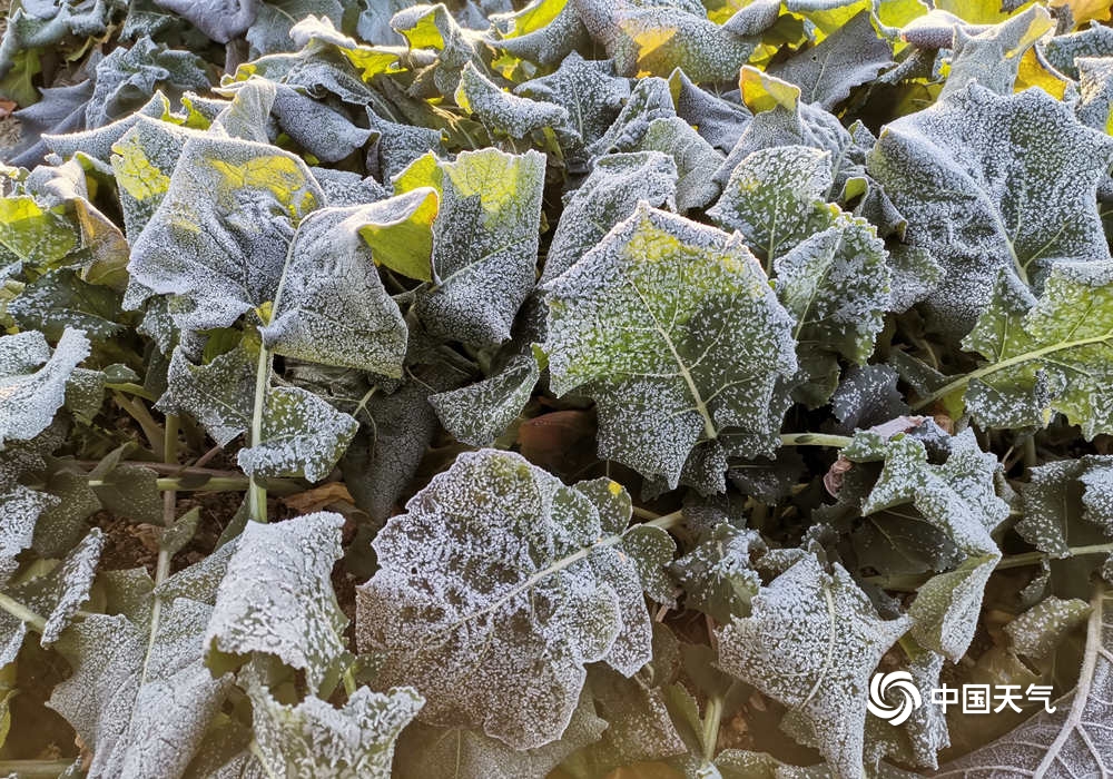 霜冻农作物图片