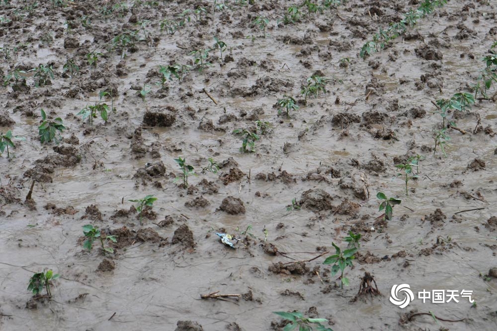 贵州凤冈:出现大暴雨天气 庄稼受灾严重(1/7)
