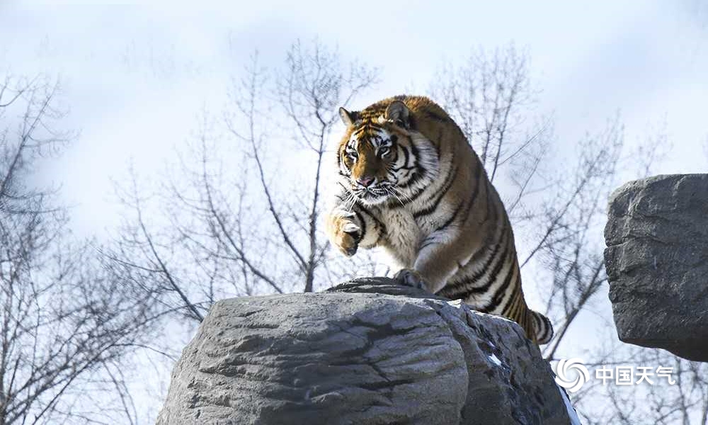 虎虎生威:东北虎林园里带您领略森林之王的威风凛凛