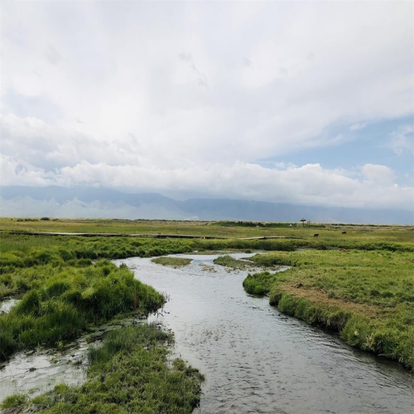 巴里坤高家湖湿地图片