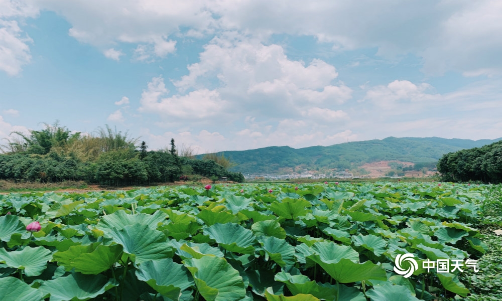 細雨化甘露 寧洱城畔再現亭亭夏荷-高清圖集-中國天氣網雲南站