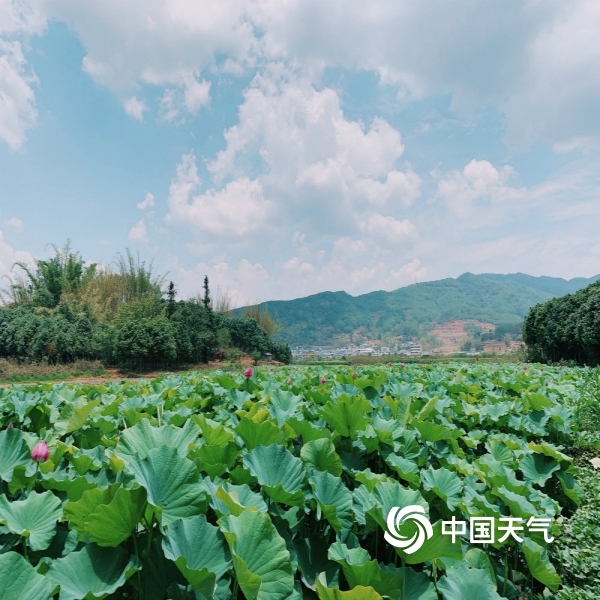 細雨化甘露 寧洱城畔再現亭亭夏荷-高清圖集-中國天氣網