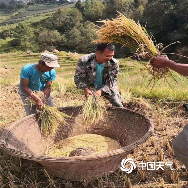 图为驻村队员协助农民打谷子(文/蒋奉玲 图/黄成兵,黄卫华)