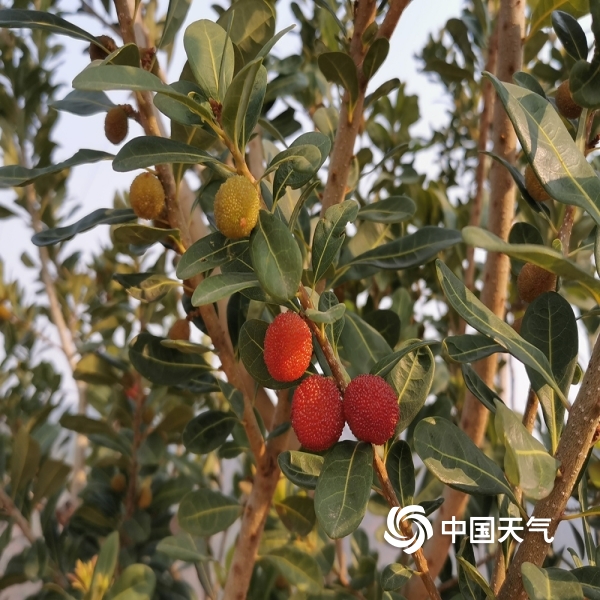 春分时节云南石屏果树生长先行一步陆续挂果15