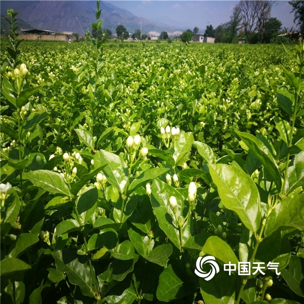 云南元江河谷最高气温破40 茉莉花进入盛花期