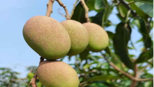 红河两岸芒果飘香